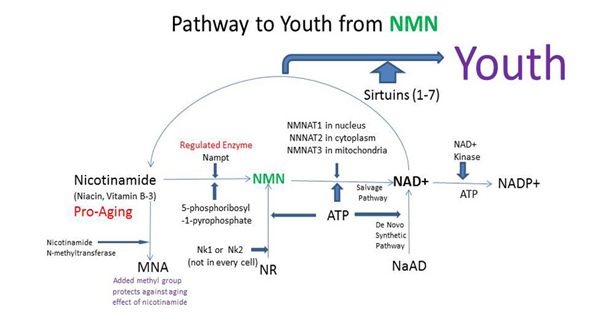 NMN Beta Nicotinamide Mononucleotide for healthy care