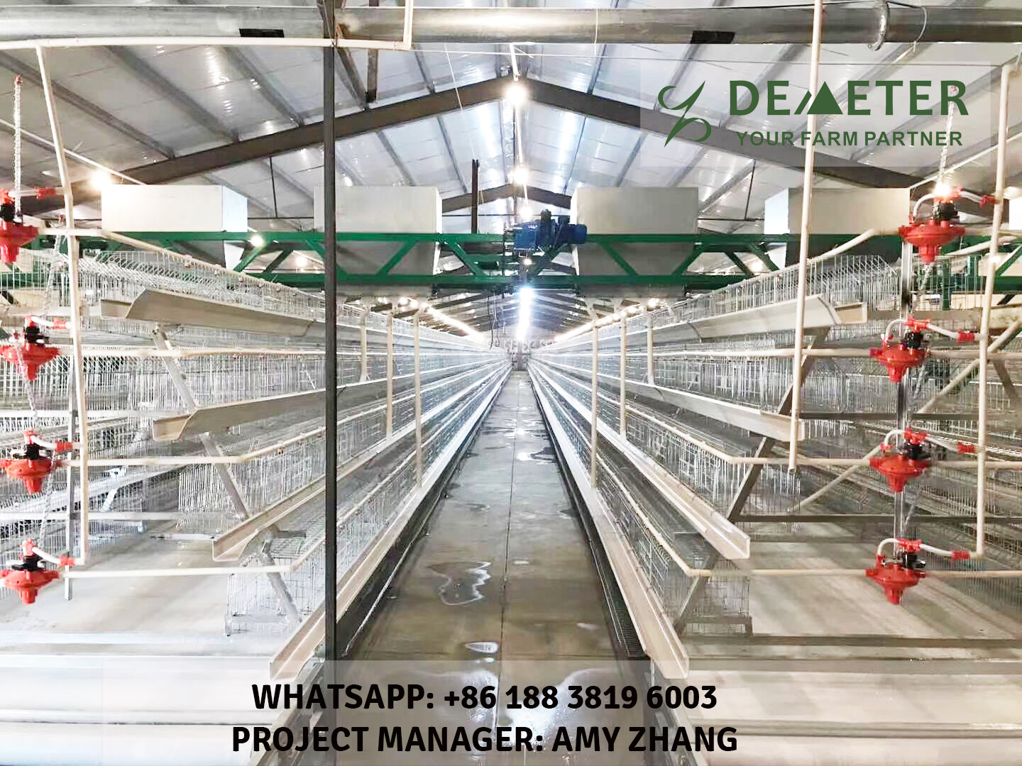 Automated chicken cage and equipment abuja