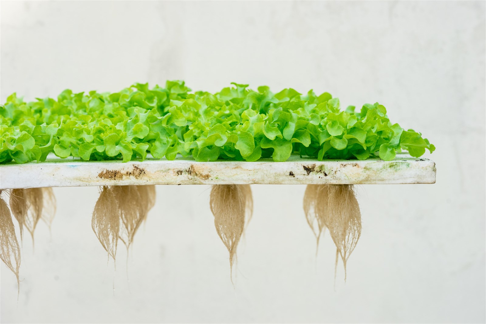Water Soluble Chitosan Powder Soil Conditioner Improving Soil Environment