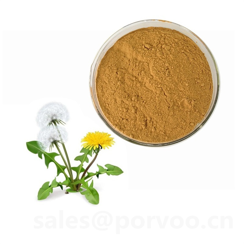 Health Supplement Natural Dandelion Extract Dandelion Extract Health Supplement Natural Dandelion Extract Dandelion Extract