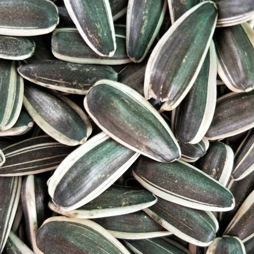 rawroasted Sunflower seed kernel