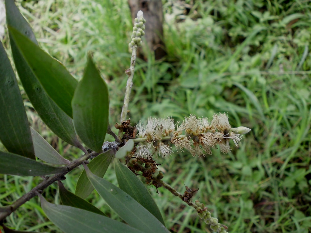 Cajeput Oil CJ001 Van Aroma