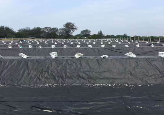 03 mm shrimp pond hdpe liner geomembrane