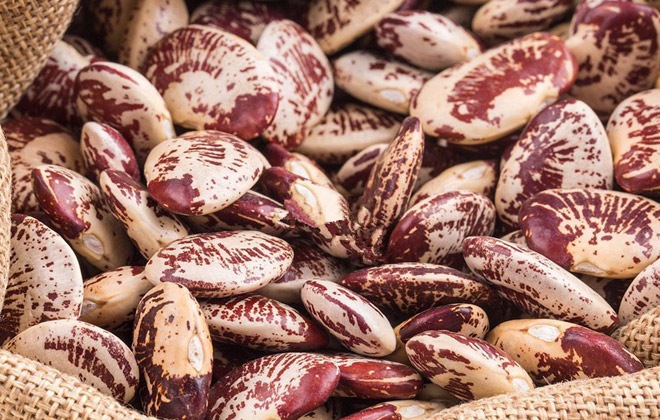 Phaseolus CoccineusRunner Bean
