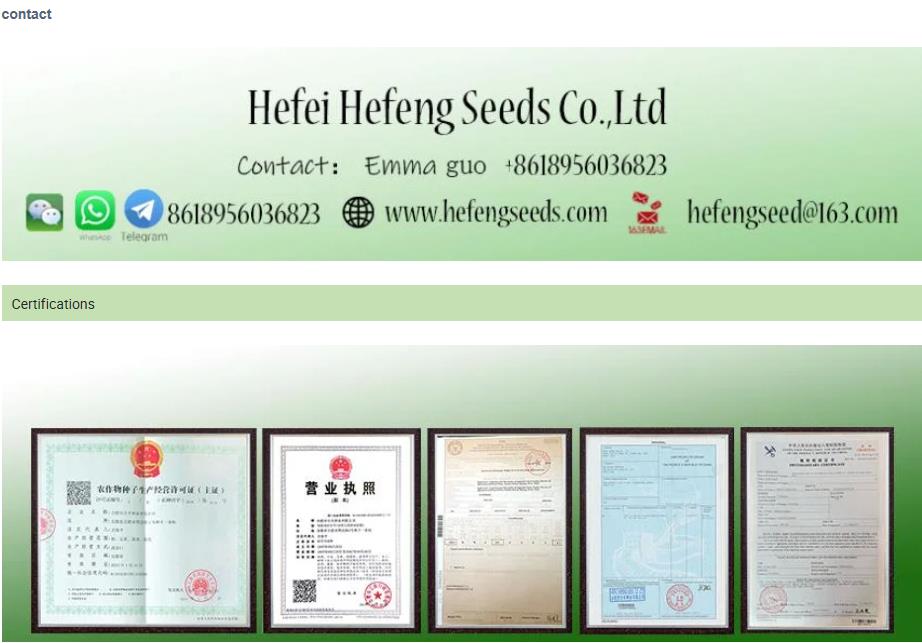 Indeterminate Hybrid Good Firm Oval Tomato Seeds