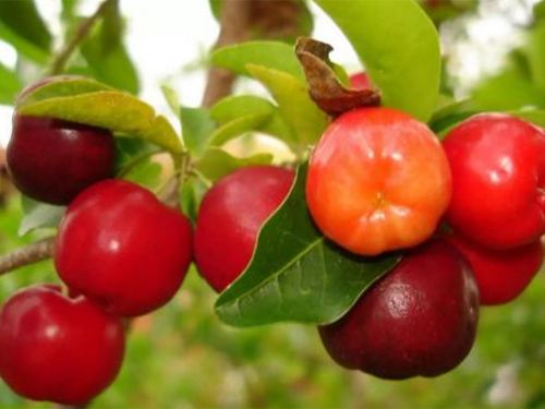 natural acerola cherry extract