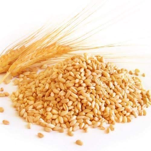 Wheat Indian Wheat Wheat Grain Grain