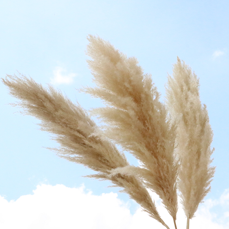 Fast shipping decorative flowers wreaths super tall natural fluffy large dried pampas grass cream beige pampas grass