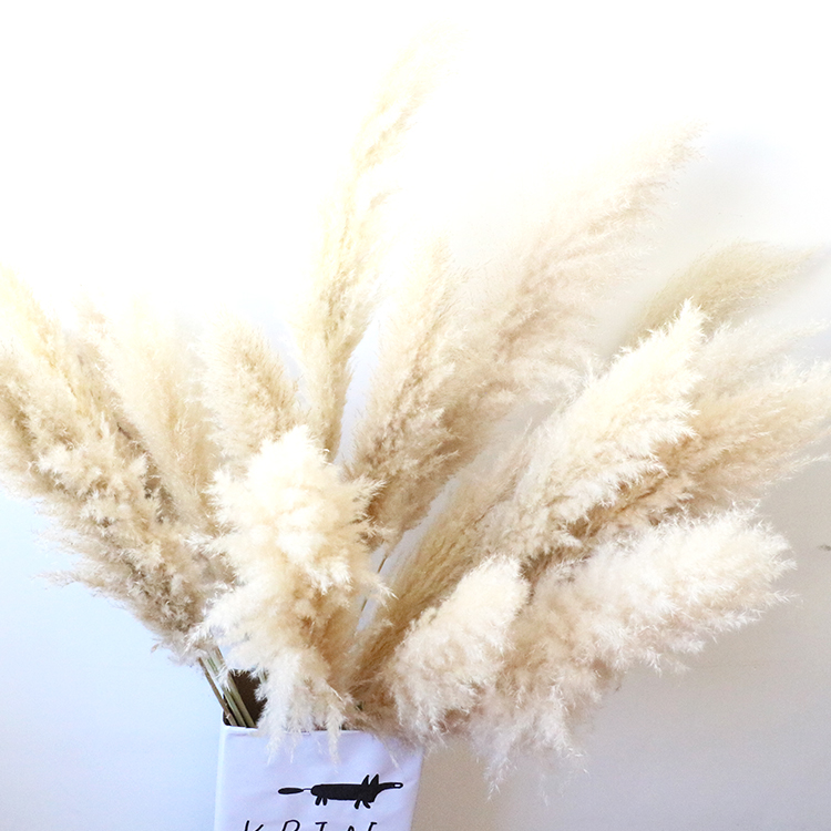 Fast shipping decorative flowers wreaths super tall natural fluffy large dried pampas grass cream beige pampas grass