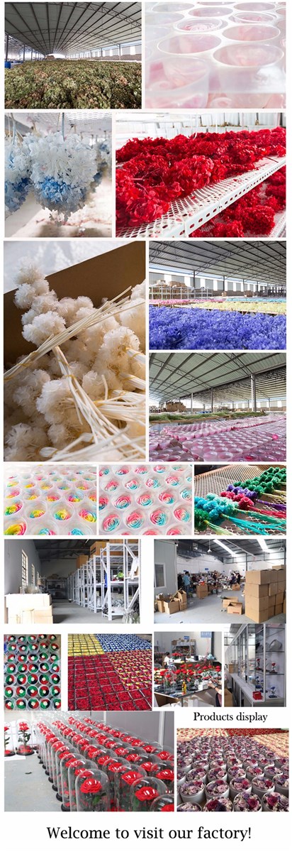Fast shipping decorative flowers wreaths super tall natural fluffy large dried pampas grass cream beige pampas grass