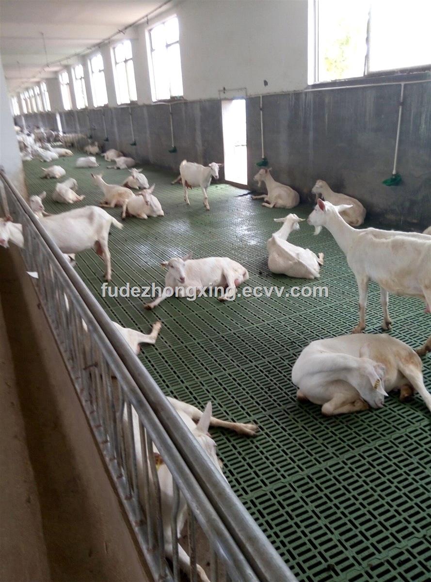 Doublereinforced thickened plastic manure leakage floor for sheep breeding