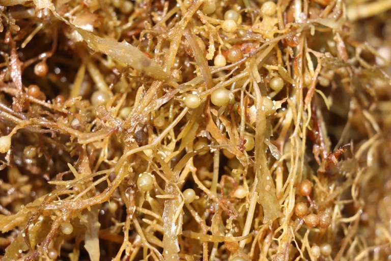 Delicious Nutritional Dried Sargassum Seaweed With Best Price