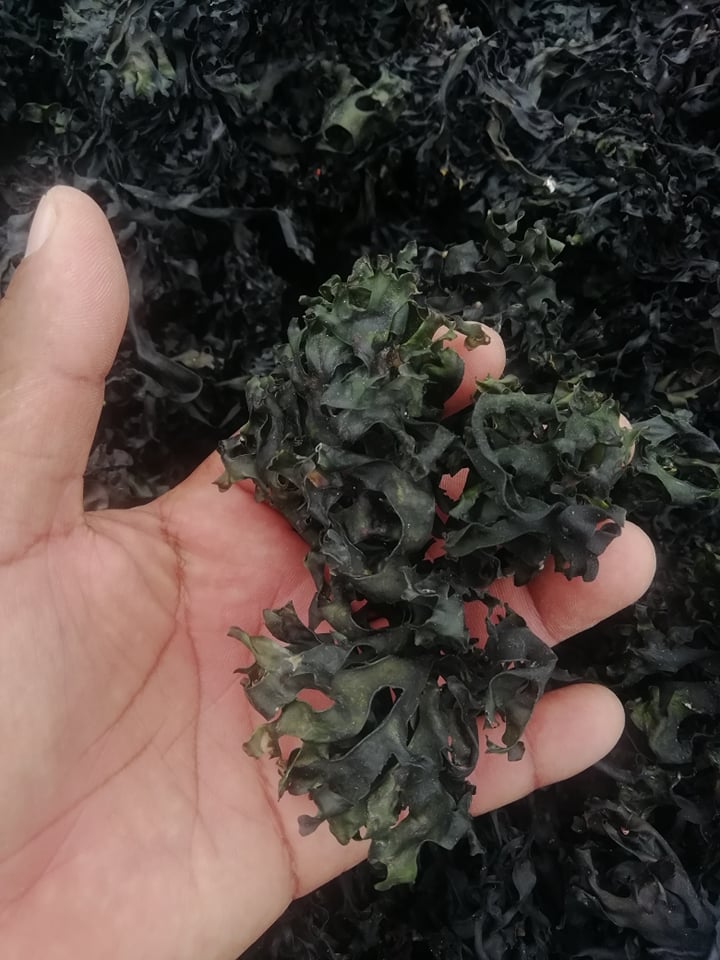 irish sea moss chondrus crispus from peru