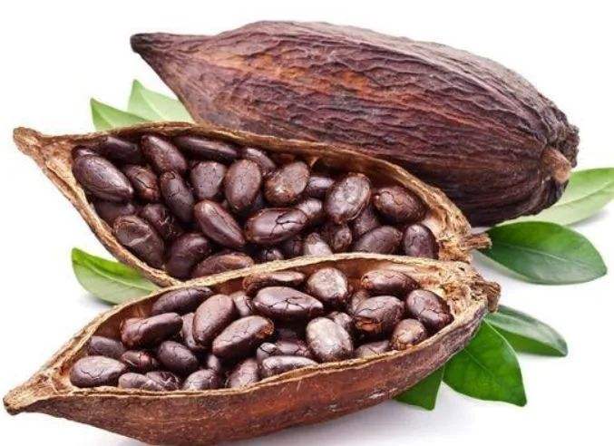 Green quality healthy cocoa beans Imported from Brazil and Mexico green and healthy without any additives long shelf