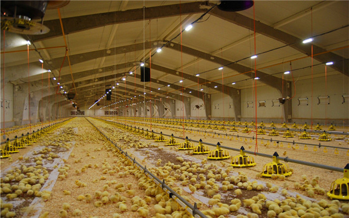 Shawnzhao Chicken house model design