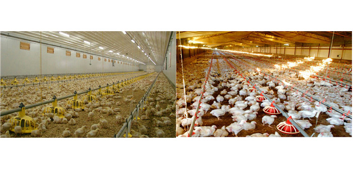 Shawnzhao Chicken house model design