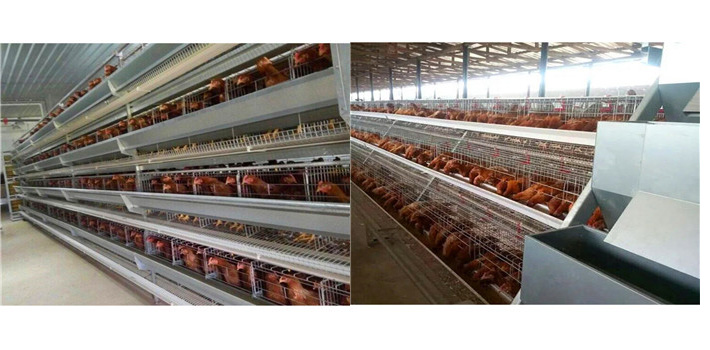 Shawnzhao Chicken house model design