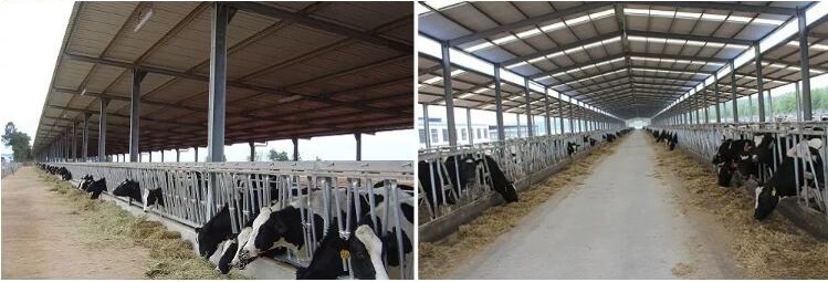 prefabricated steel structure cow shed dairy shed Dairy cattle barns