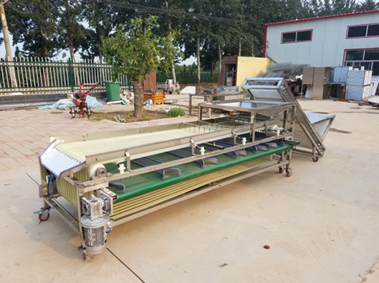 Walunut grading machine soring walnut machine