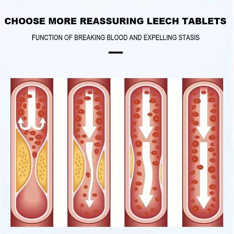 Chinese medicinal leech decoction pieces