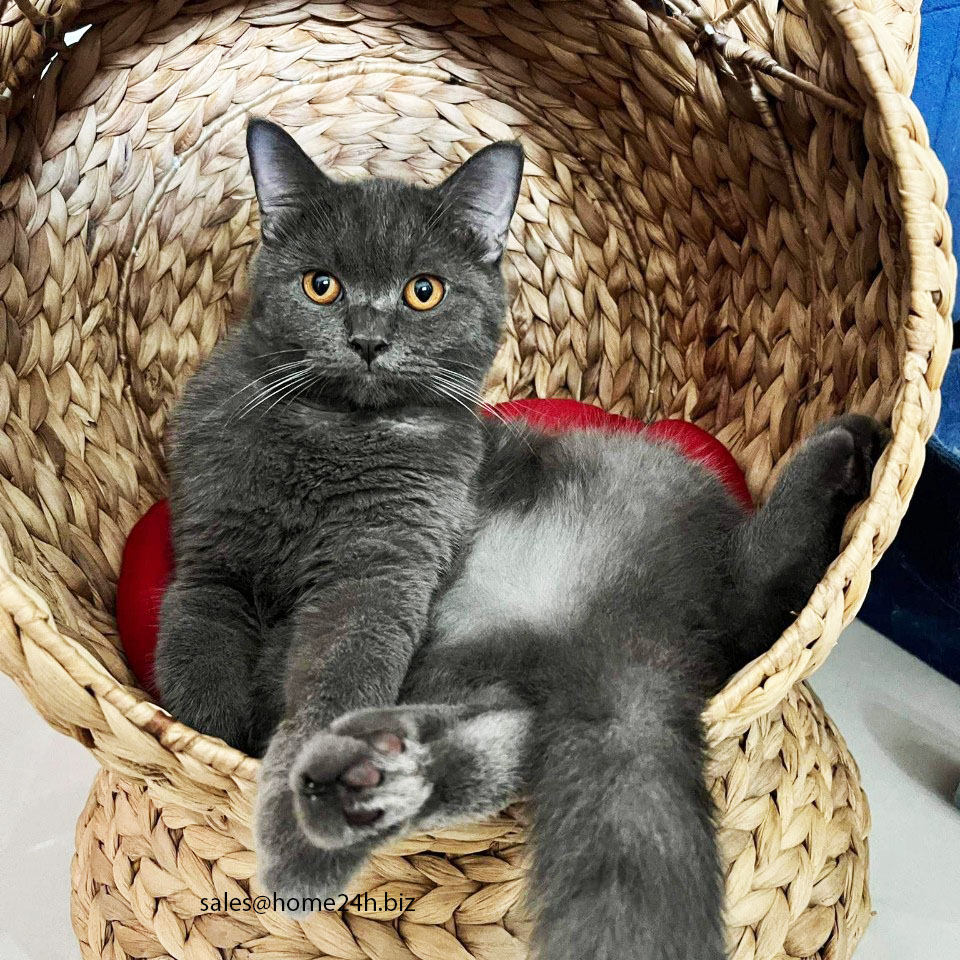 Water Hyacinth Wicker Pet Beds Cat Beds for Kitty and Tom