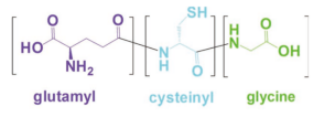 GlutathioneLGlutathione ReducedGSHCAS70188