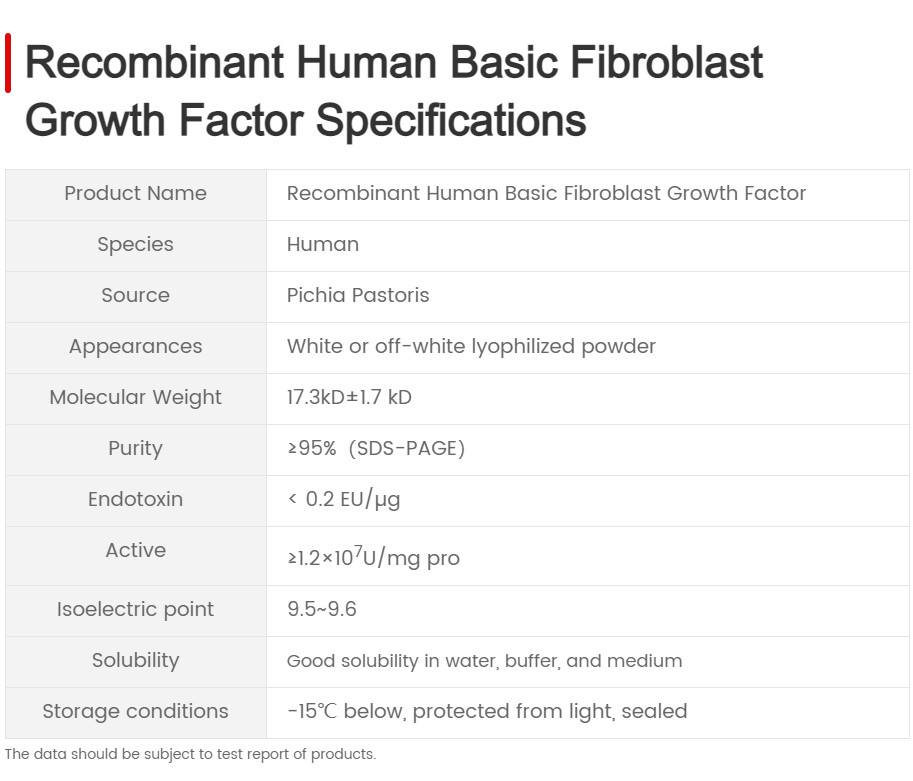 Recombinant Human Basic Fibroblast Growth Factor bFGF