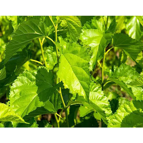 Mulberry Leaf Extract organic mushroom