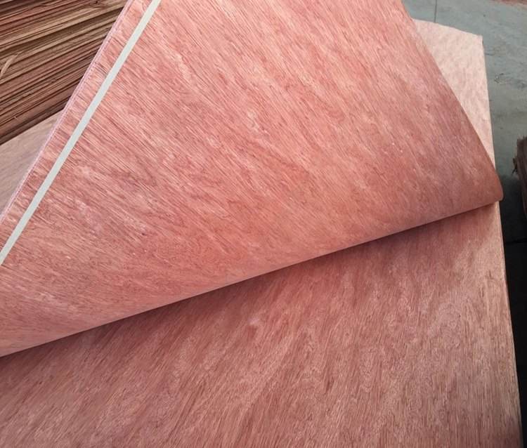 Rotary cut Bintangor veneer for commercial plywood