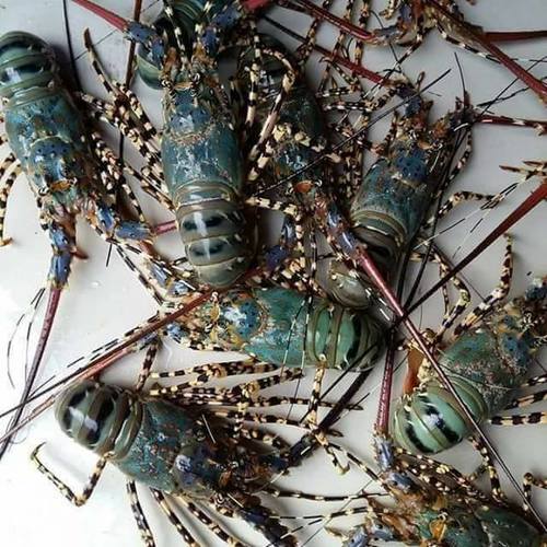 Top grade Live and Frozen Tiger Lobsters