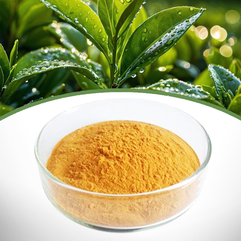 Green Tea Extract manufacture Supplier B2B