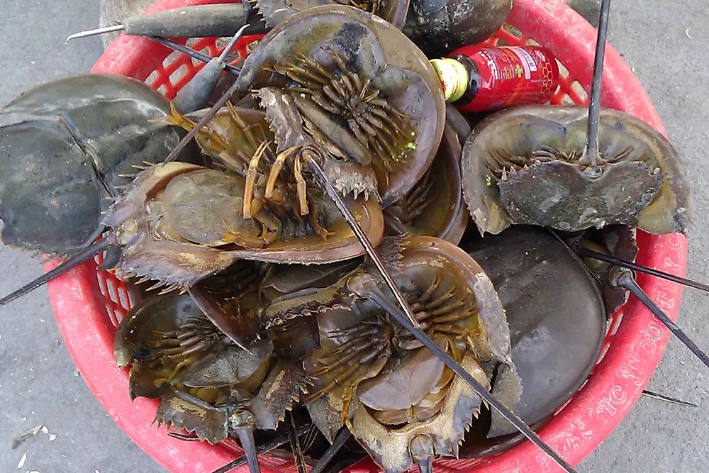 We Are Dealing In Animal Venom Horseshoe Crabs Blood Animal Semen Sperm