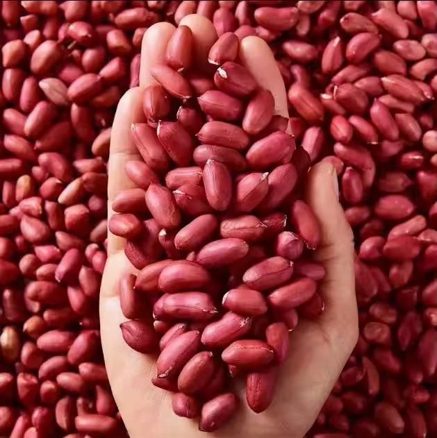 Premium Raw Peanuts Bulk Export Grade for Food Processing and International Trading