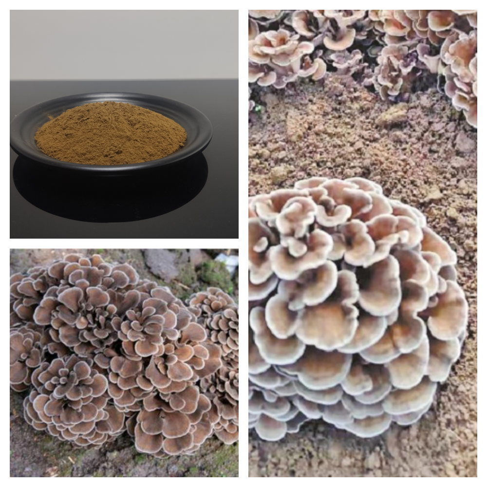 High Quality Organic Maitake Mushroom Extract