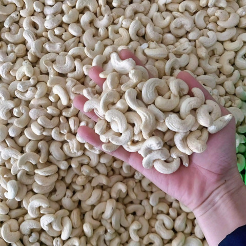 Premium Raw Cashew Nuts W320 Bulk Export Grade for Food Processing and Trading